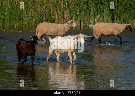 Ziegen, die am Bach grasen. Schafe und Ziegen laufen im Wasser in der Türkei Stockfoto