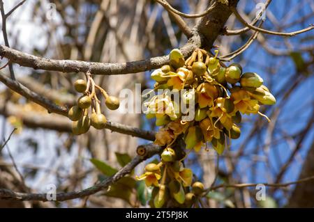 Durianische Blüten (Durio zibethinus), König der Früchte, blühend aus dem Baumzweig. Stockfoto