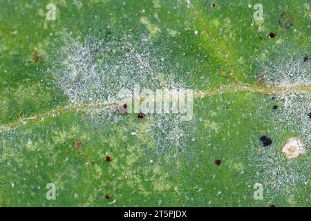 Rost und pulverförmiger Schimmel auf Sonnenblumenblättern unter Vergrösserung sichtbar. Eine durch Puccinia helianthi (Rost) und Golovino verursachte Pilzerkrankung der Sonnenblumen Stockfoto