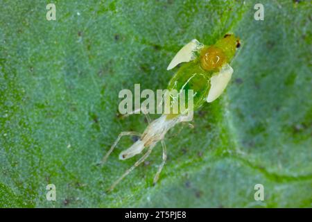 Eine grüne Pfirsichblattlaus (Myzus persicae), die ihre Kutikula abgibt und aus dem Nymphe-Stadium zu einem erwachsenen, geflügelten Individuum in hoher Vergrößerung übergeht. Stockfoto