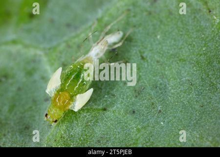 Eine grüne Pfirsichblattlaus (Myzus persicae), die ihre Kutikula abgibt und aus dem Nymphe-Stadium zu einem erwachsenen, geflügelten Individuum in hoher Vergrößerung übergeht. Stockfoto