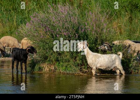 Ziegen, die am Bach grasen. Schafe und Ziegen laufen im Wasser in der Türkei Stockfoto