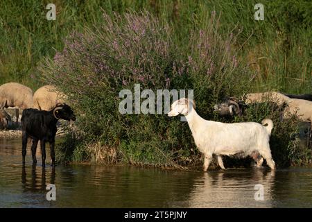 Ziegen, die am Bach grasen. Schafe und Ziegen laufen im Wasser in der Türkei Stockfoto