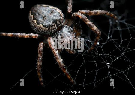 Spinne auf schwarzem Hintergrund Nahaufnahme. Orb Weaver im Internet im Dunkeln Makrophotogramm. Gartenspinne. Araneus diadematus Stockfoto