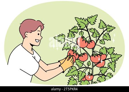 Lächelnder junger Mann sammelt Tomaten im Garten. Glückliche männliche Farmer sammeln Ernte aus Büschen auf dem Bauernhof. Gartenbau und Landwirtschaft. Vektordarstellung. Stock Vektor