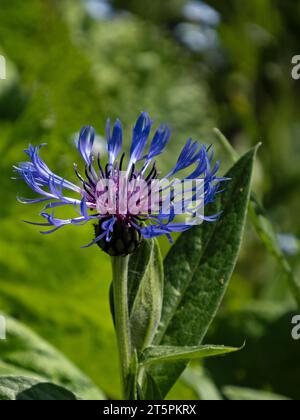 Nahaufnahme der blauen Blütenstände von Bergknapweed, Cyanus montanus Stockfoto