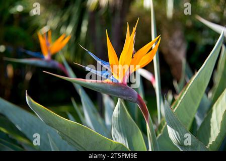 Paradiesvogel Strelitzia reginae / Iseau de paradis Strelitzia reginae Stockfoto