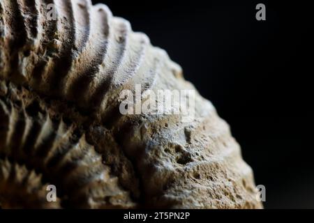 Ammoniitfossil aus nächster Nähe. Isoliert auf schwarzem Hintergrund. Jurassische Paläontologie. Stockfoto