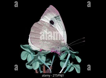 Schmetterling und Blume (digitale Verarbeitung) Stockfoto