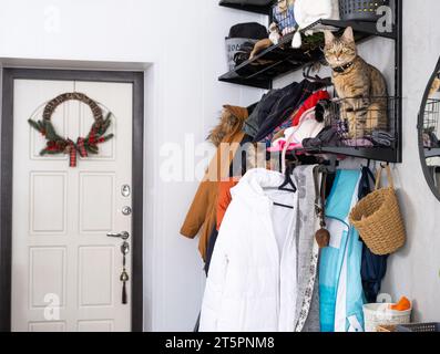 Eine Eingangshalle mit Oberbekleidung auf einem Kleiderbügel, eine Hauskatze sitzt in einem Korb auf einem Regal für Hüte. Chaos im Flur. Die Eingangstür im Flur des Stockfoto