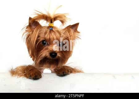 Süßer Yorkshire Terrier vorne auf weißem Hintergrund. Stockfoto