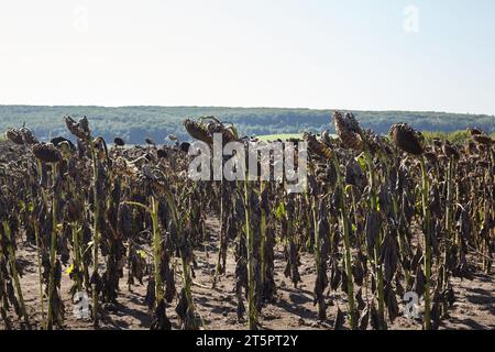 Reife Sonnenblumen wachsen auf dem Feld. Stockfoto