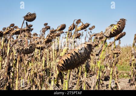 Reife Sonnenblumen wachsen auf dem Feld. Stockfoto