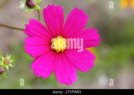 Silene dioica (Syn. Melandrium rubrum) ist eine krautige Blütenpflanze der Familie Caryophyllaceae Stockfoto