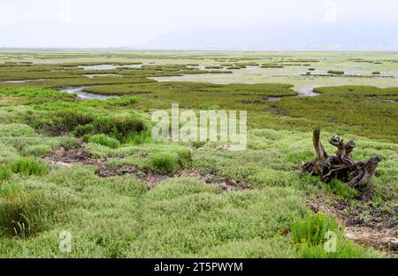 Santona Marshes Natural Park. Kantabrien, Spanien. Stockfoto