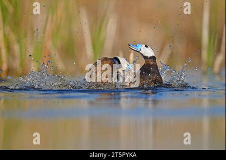 Zwei männliche Weißköpfige (Oxyura leucocephala) kämpfen in einem See. Gelber und grüner Farbverlauf. Blauente. Stockfoto