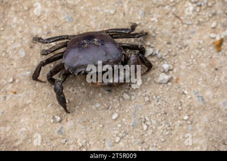 Eine Krabbe aus dem Wald in Vietnam Stockfoto