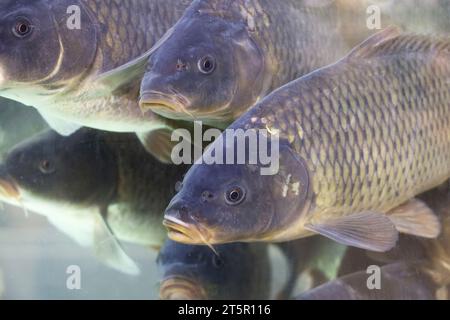 Karpfen schwimmen im Wasser. Fischherde, Süßwasserkarpfen in einem Ladenaquarium Stockfoto