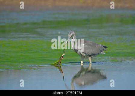 Graureiher jagt Schlangen in einem Feuchtgebiet. Stockfoto