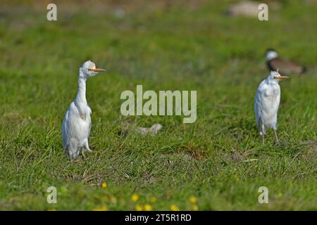 Westlicher Rinderreiher, der auf dem Gras ruht. Bubulcus ibis Stockfoto