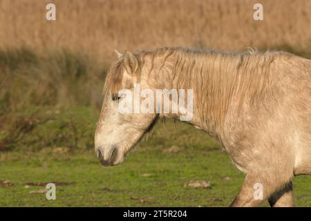Altes graues Pferd auf dem Feld Stockfoto