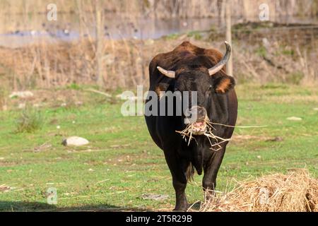 Nahaufnahme eines Stiers, der morgens auf einem grünen Feld füttert. Stockfoto