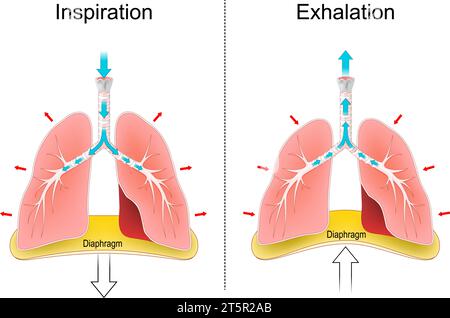 Atmung. Atmung, Bewegungen von Brust, Lunge und Zwerchfell. Gasaustausch. Ein- oder Einatmen und Ausatmen. Das menschliche Atemsystem Stock Vektor