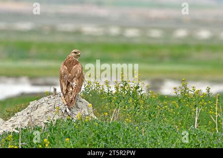 Langbeiniger Bussard auf der Suche nach Beute über dem Hügel. Gelbe Blüten im Frühling. Grüner Hintergrund. Buteo rufinus Stockfoto