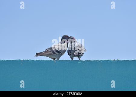 Tauben küssen sich auf das Gebäude. Stockfoto