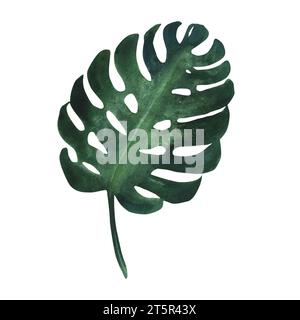 Aquarellillustration des Monstera-Blattes. Grüne tropische Pflanze, handgezeichnet, isoliert Stockfoto
