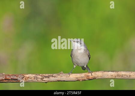 Kleiner Whitethroat auf Ast mit grünem Hintergrund. Sylvia curruca Stockfoto