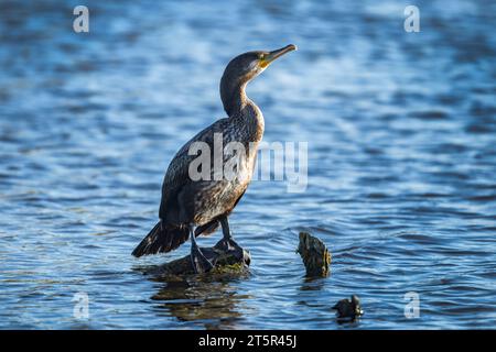 Kormorant hockte am frühen Morgen auf einem Holzfischen in einem Surrey-Teich Stockfoto