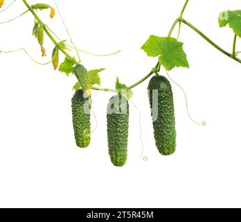 Gurkenpflanze. Gurke mit Blättern und Blumen isoliert auf weißem Hintergrund. Wachsende Gurkenpflanze im Garten. Stockfoto