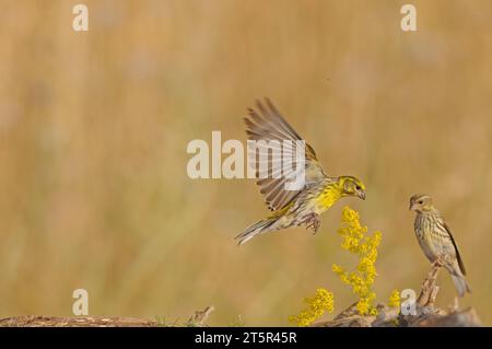 Europäischer Coolflug neben der gelben Blume. Serinus serinus Stockfoto