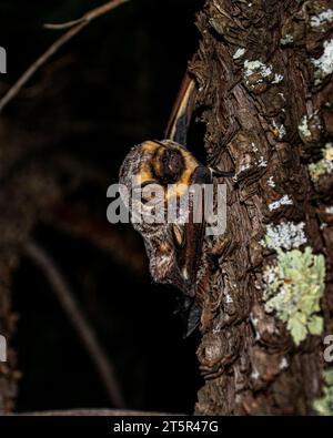 Eine Nahaufnahme einer Fledermaus, die auf einem Baum liegt Stockfoto