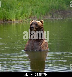 Ein großer Braunbär, der in einem Gewässer steht Stockfoto