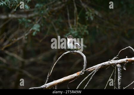 Europäischer Rattenfänger im Baumzweig. Ficedula hypoleuca Stockfoto
