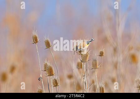 Europäische Goldfinkenfütterung an Pflanzensamen. Carduelis carduelis Stockfoto