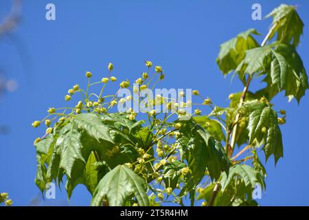 Ahorn (Acer platanoides) blüht im Frühling in der Natur Stockfoto