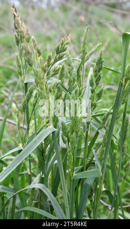 Wertvolles Futtergras Dactylis glomerata wächst in der Natur Stockfoto