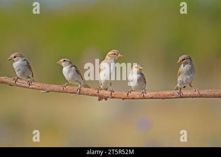 Sperlinge auf einer Verzweigung.fünf Sperren auf der Verzweigung. Stockfoto