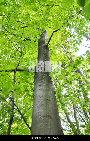 Im Wald wachsen wertvolle Buchen (Fagus sylvatica) Stockfoto