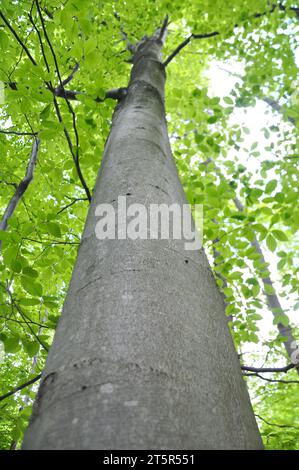 Im Wald wachsen wertvolle Buchen (Fagus sylvatica) Stockfoto