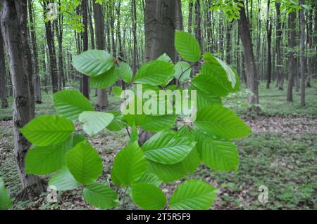 Im Wald wachsen wertvolle Buchen (Fagus sylvatica) Stockfoto