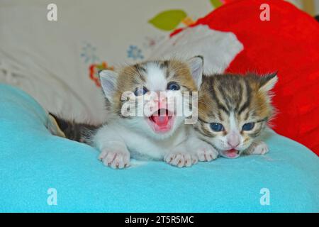 Zwei Kätzchen mit blauen Augen. Stockfoto