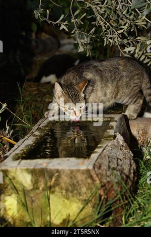 Die durstige Katze trinkt aus dem Trog. Stockfoto