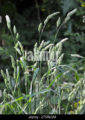 Wertvolles Futtergras Dactylis glomerata wächst in der Natur Stockfoto