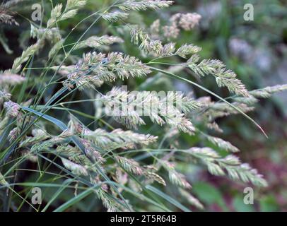 Wertvolles Futtergras Dactylis glomerata wächst in der Natur Stockfoto