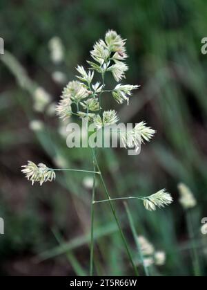 Wertvolles Futtergras Dactylis glomerata wächst in der Natur Stockfoto