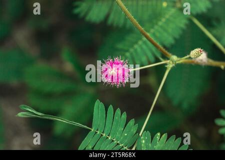 Mimosa pudica-empfindliche Pflanze. Rosa Blumen, grüne Blätter. Touch-Me-nicht blühen. Stockfoto